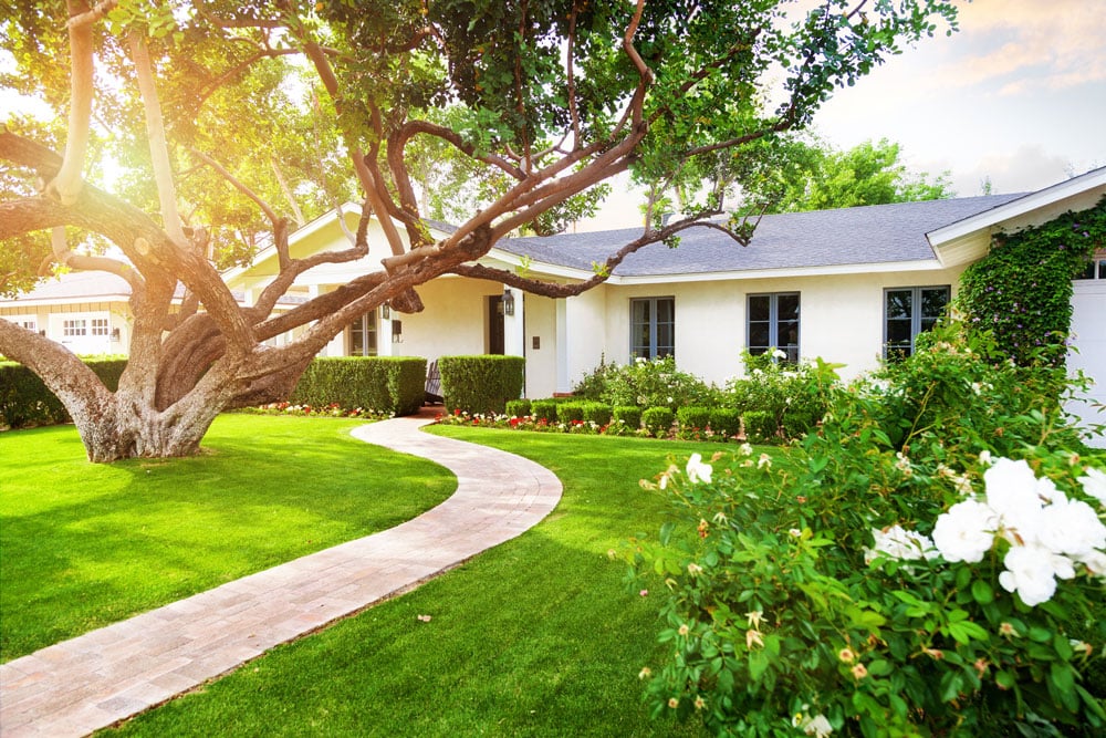 Land Design Sunny Front Yard with Big Tree