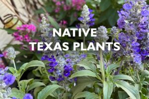 native Texas Plants