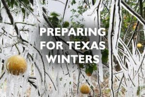 Preparing Plants for Texas Winter