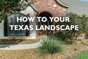 preparing your Texas landscape